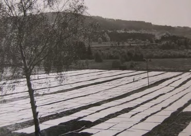 ヴォージュの牧草地でリネンを天日にさらす、かつての漂白風景